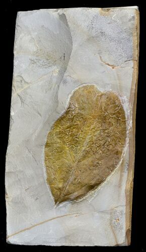 Fossil Dogwood Leaf - Montana #31992